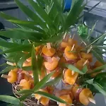 Pensión Le Cafe Des Fleurs *